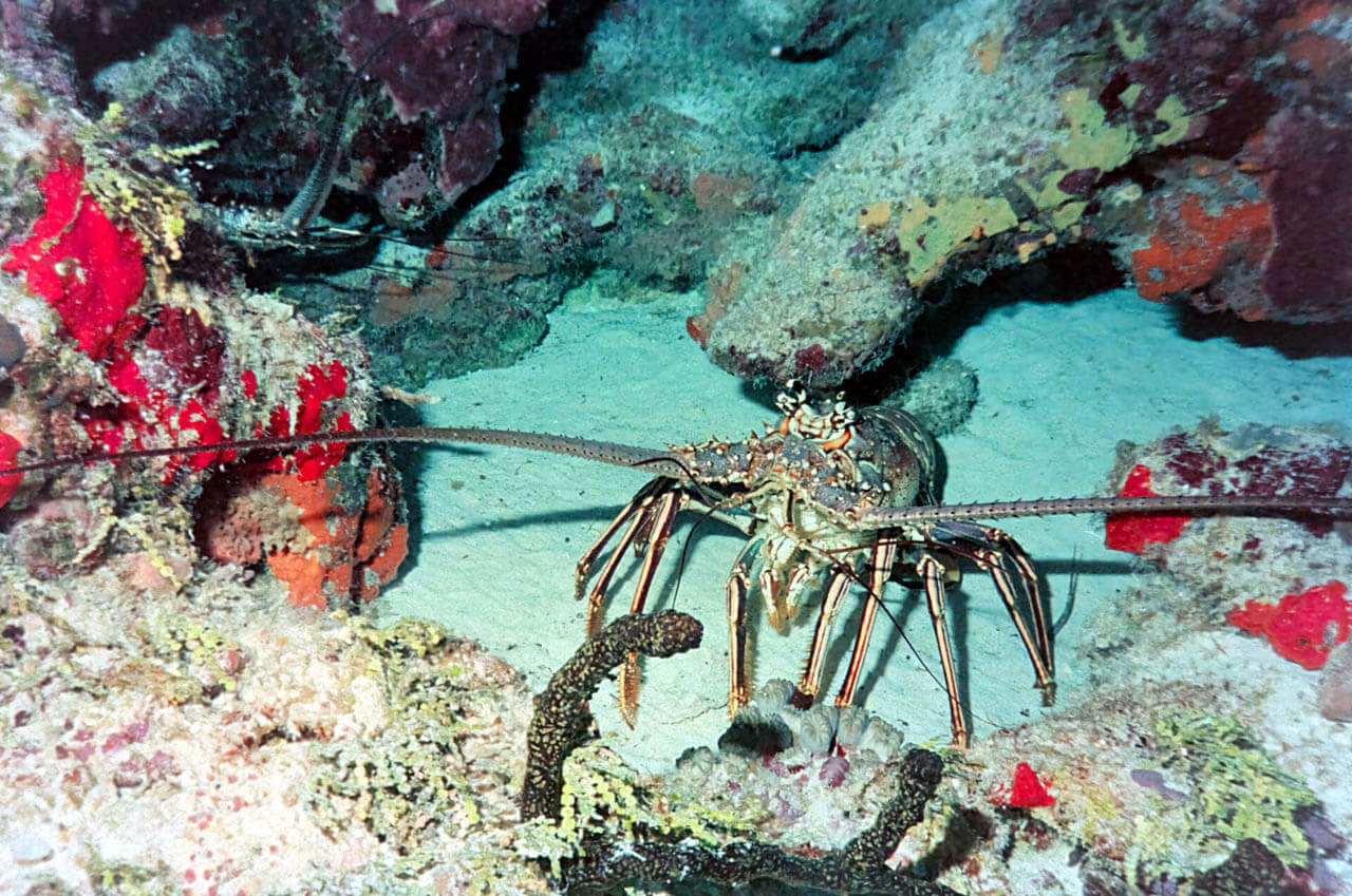 Surprising Marine Animals Close to Extinction