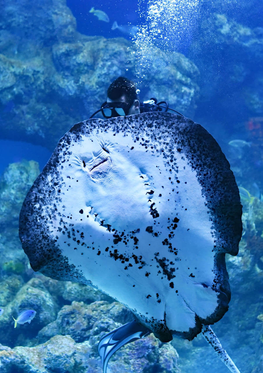 Discover the Incredible Marine Life in Australia